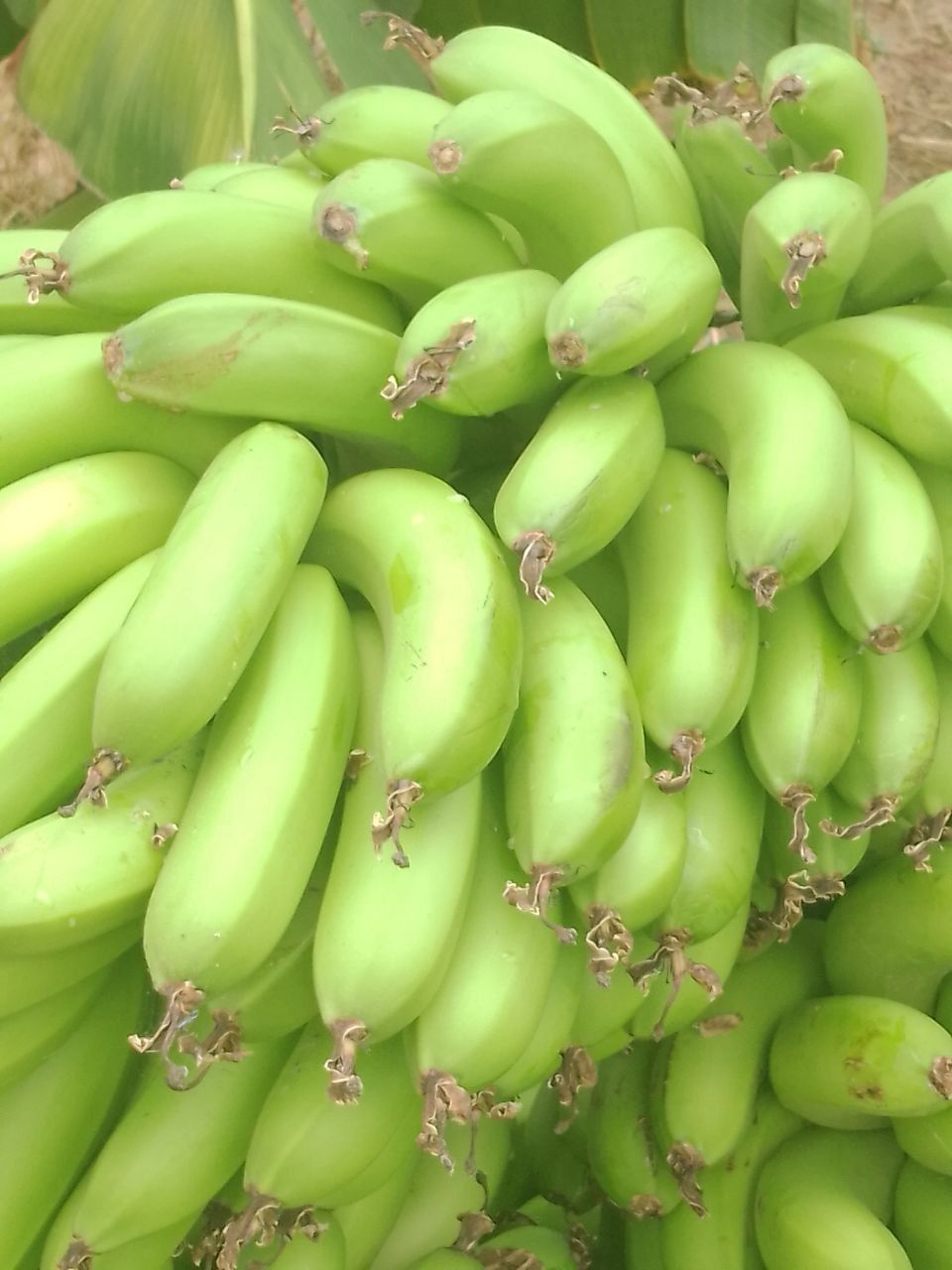 Green bananas 🍌