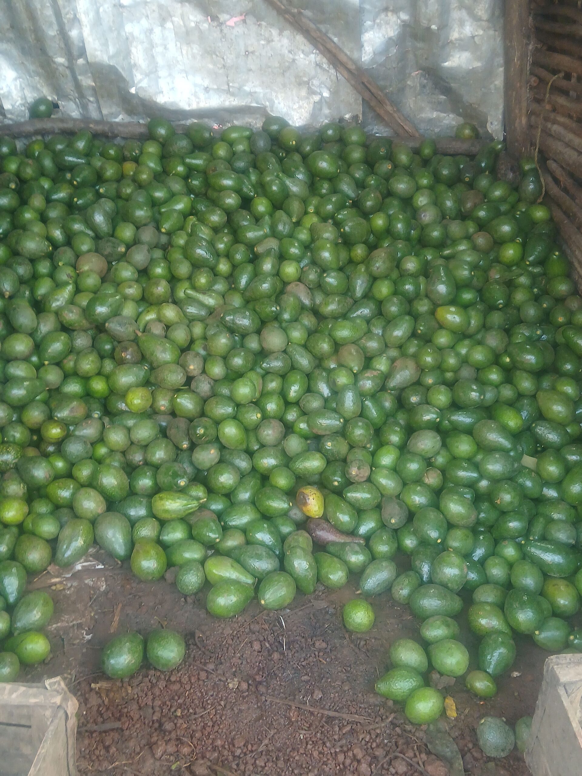 አቡካዶ