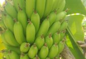 Green bananas 🍌