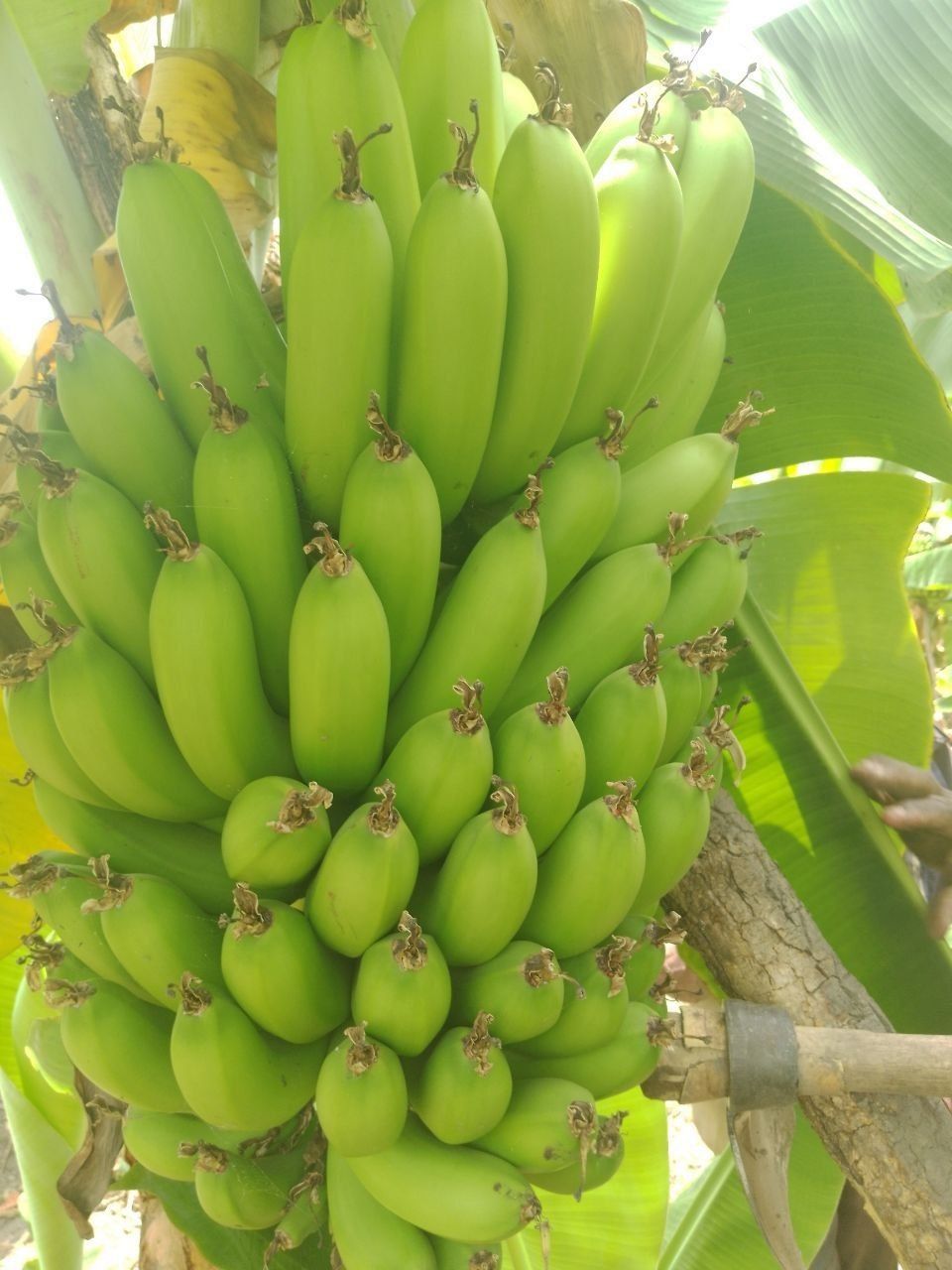 Green bananas 🍌