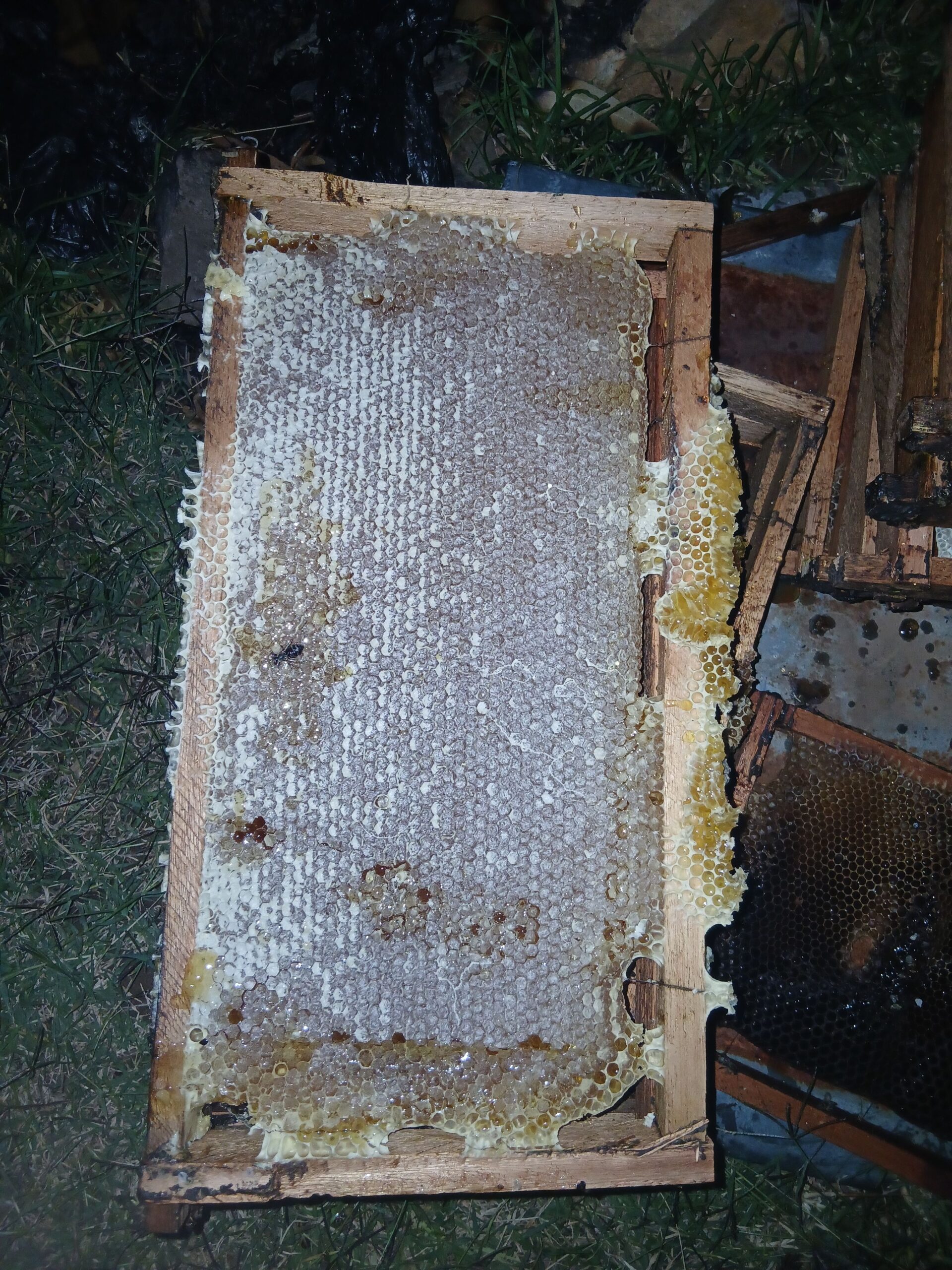 Organic honey