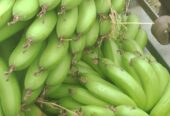 Green bananas 🍌