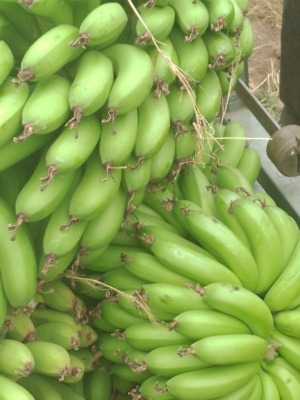 Green bananas 🍌